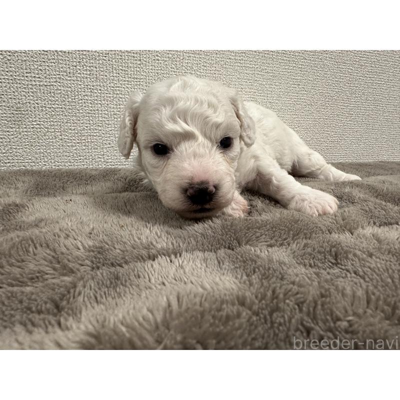 販売中の滋賀県のビションフリーゼ-428034の4枚目