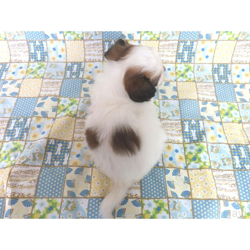 成約済の千葉県のパピヨン-425703の15枚目