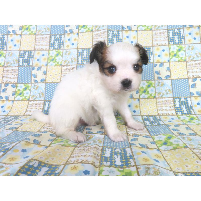 成約済の千葉県のパピヨン-425703の14枚目