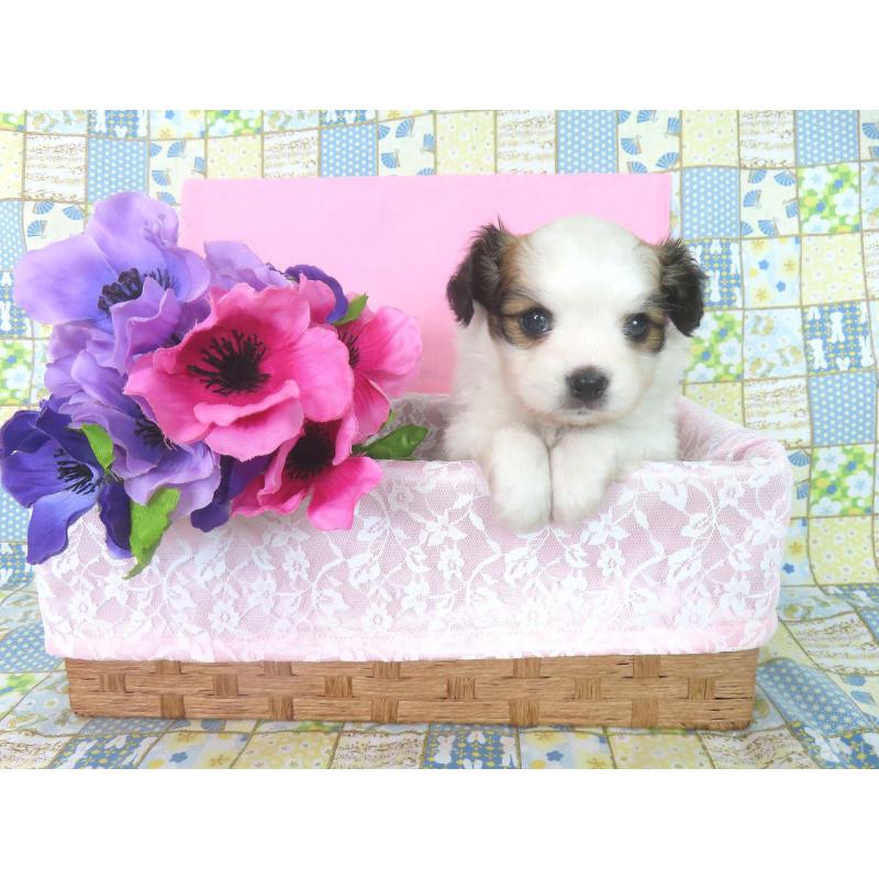 成約済の千葉県のパピヨン-425703の12枚目