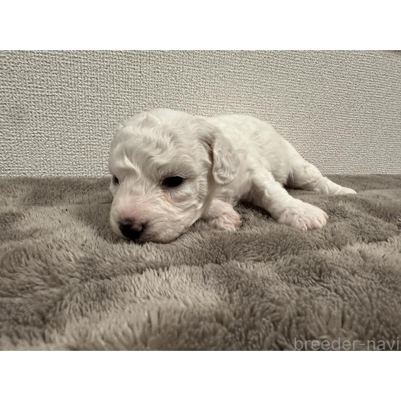 販売中の滋賀県のビションフリーゼ-428034の3枚目