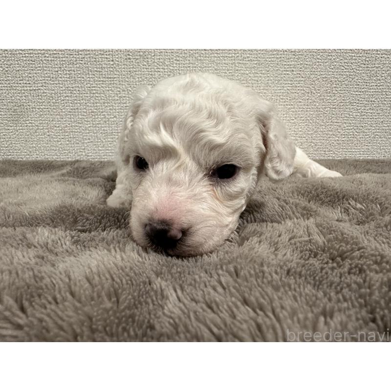 販売中の滋賀県のビションフリーゼ-428034の2枚目