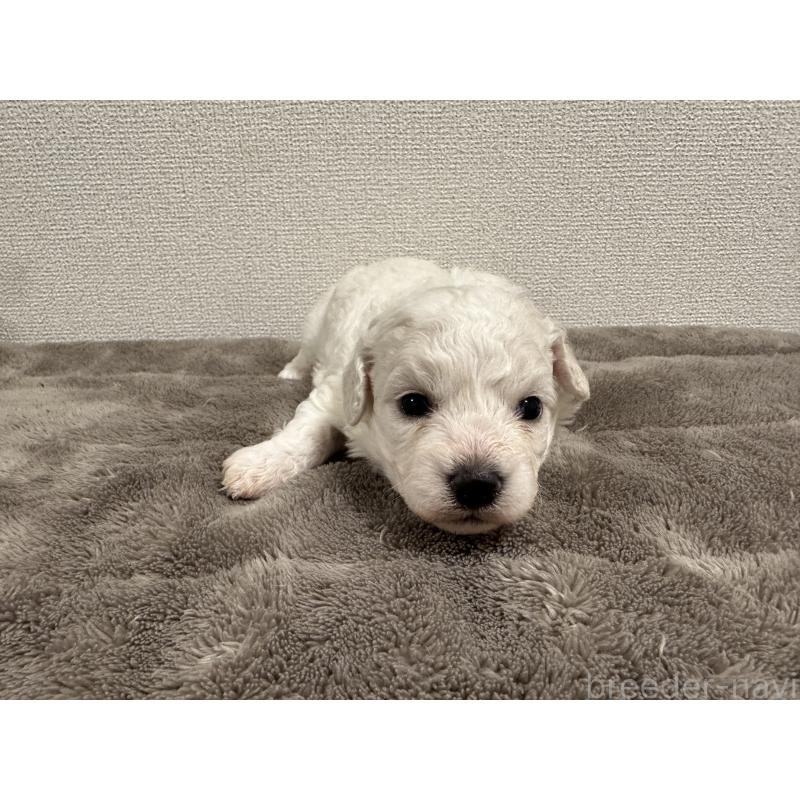 販売中の滋賀県のビションフリーゼ-428035の7枚目