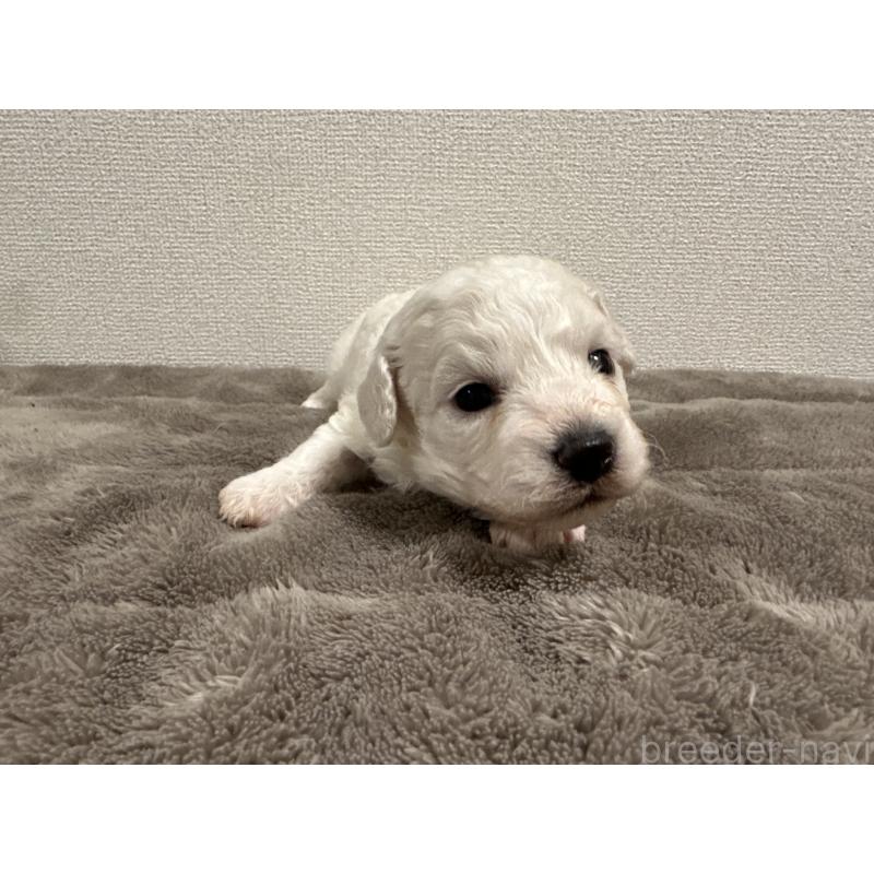 販売中の滋賀県のビションフリーゼ-428035の4枚目