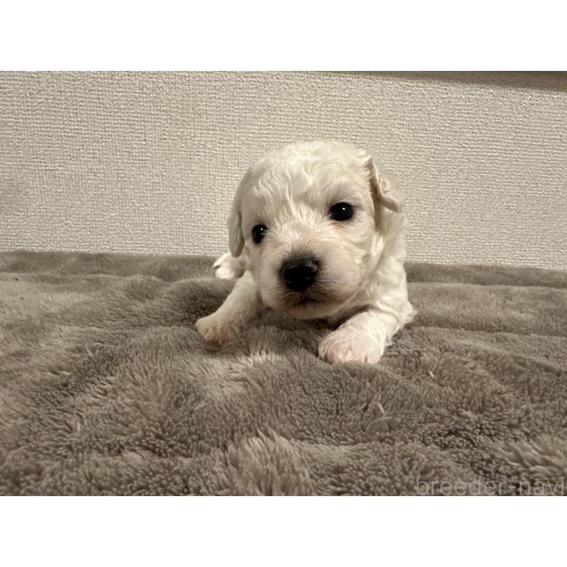 販売中の滋賀県のビションフリーゼ-428035の3枚目