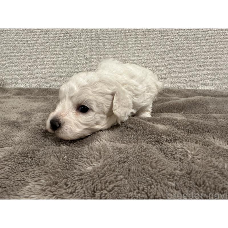 販売中の滋賀県のビションフリーゼ-428035の2枚目