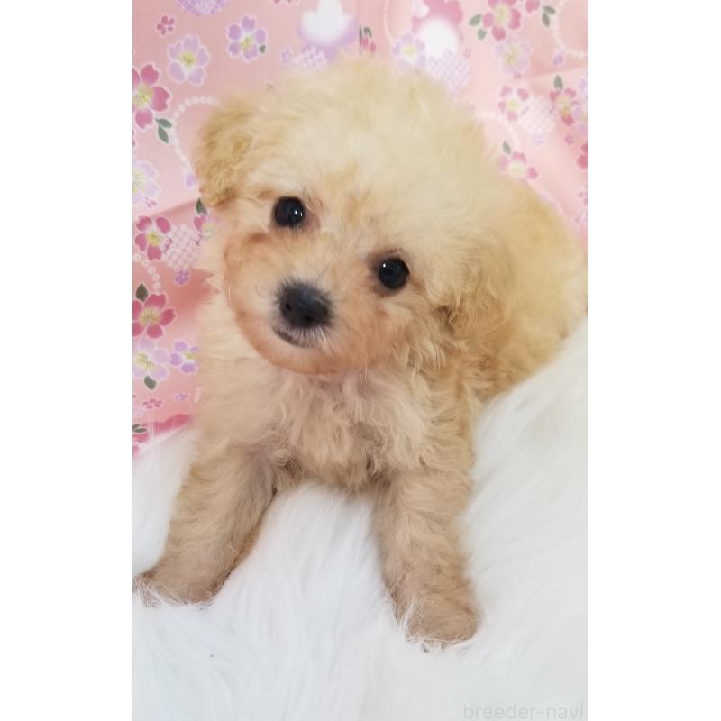 販売中の千葉県のタイニープードル-428036
