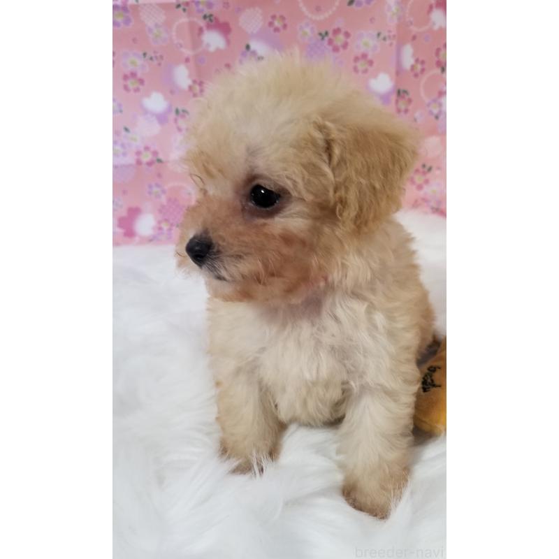 販売中の千葉県のタイニープードル-428036の9枚目