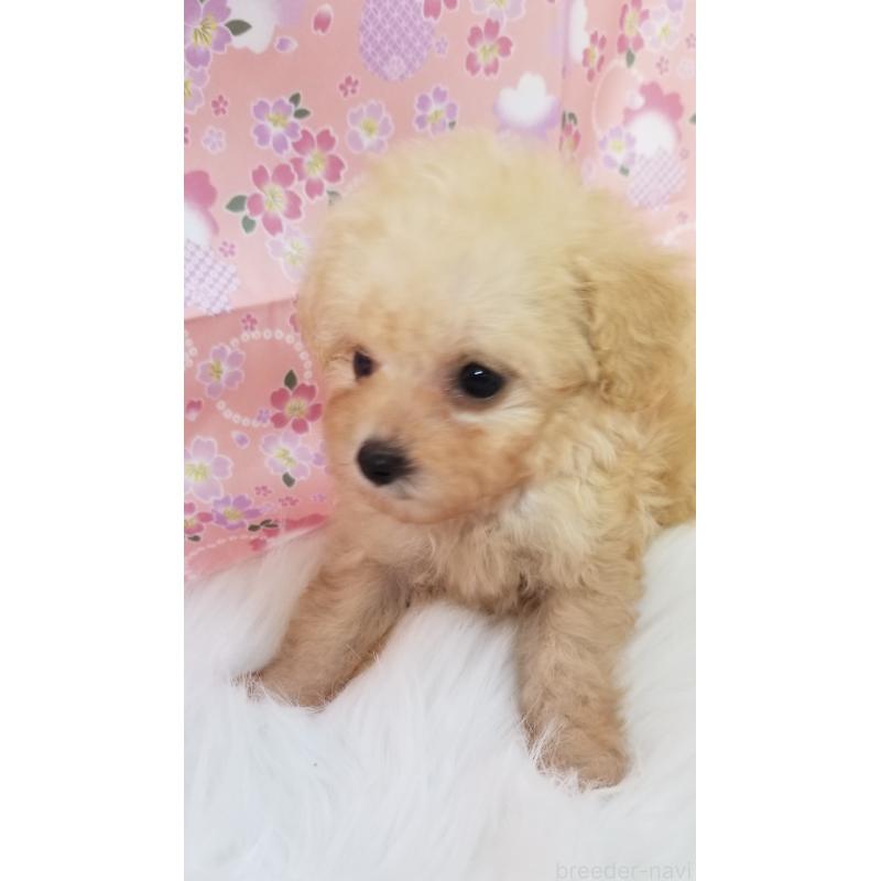 販売中の千葉県のタイニープードル-428036の8枚目