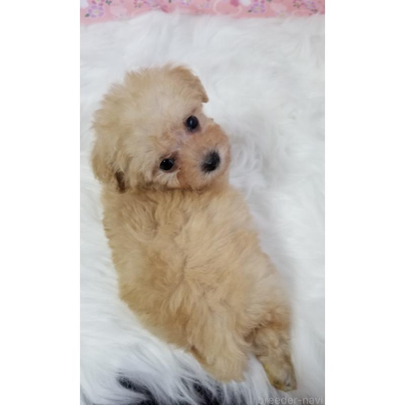 販売中の千葉県のタイニープードル-428036の7枚目