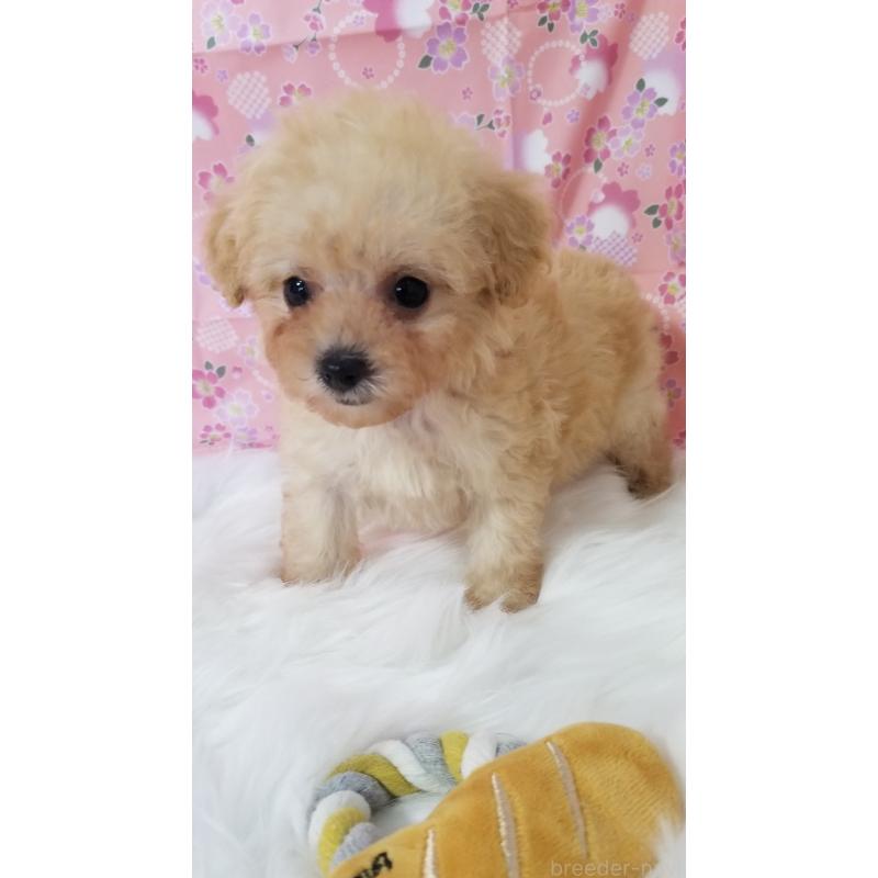 販売中の千葉県のタイニープードル-428036の6枚目
