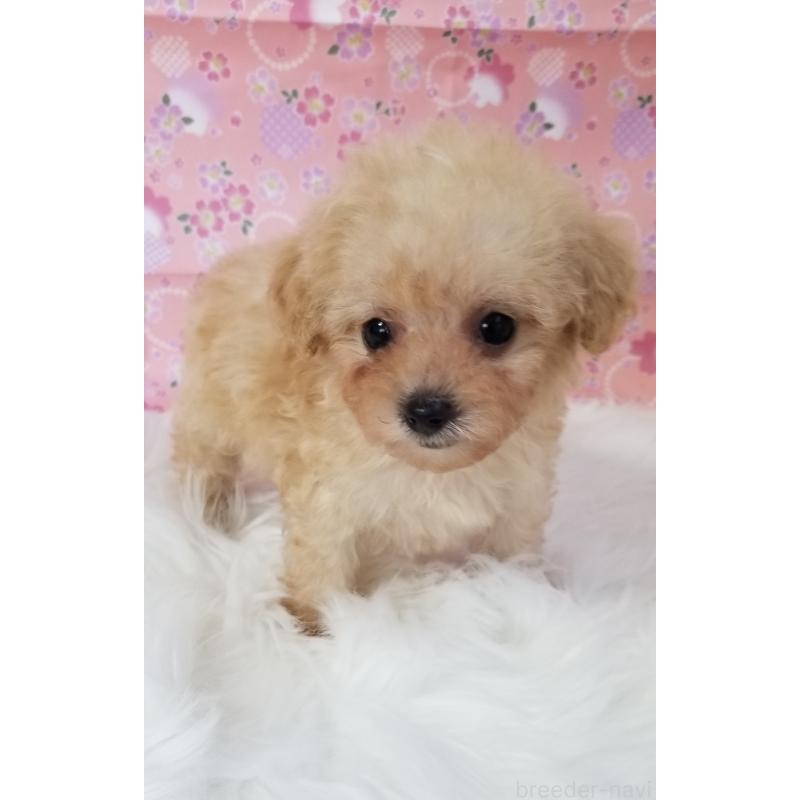 販売中の千葉県のタイニープードル-428036の5枚目