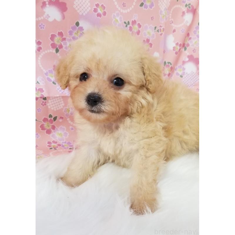販売中の千葉県のタイニープードル-428036の4枚目