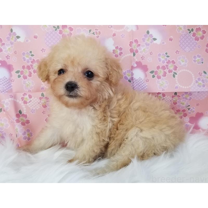 販売中の千葉県のタイニープードル-428036の3枚目