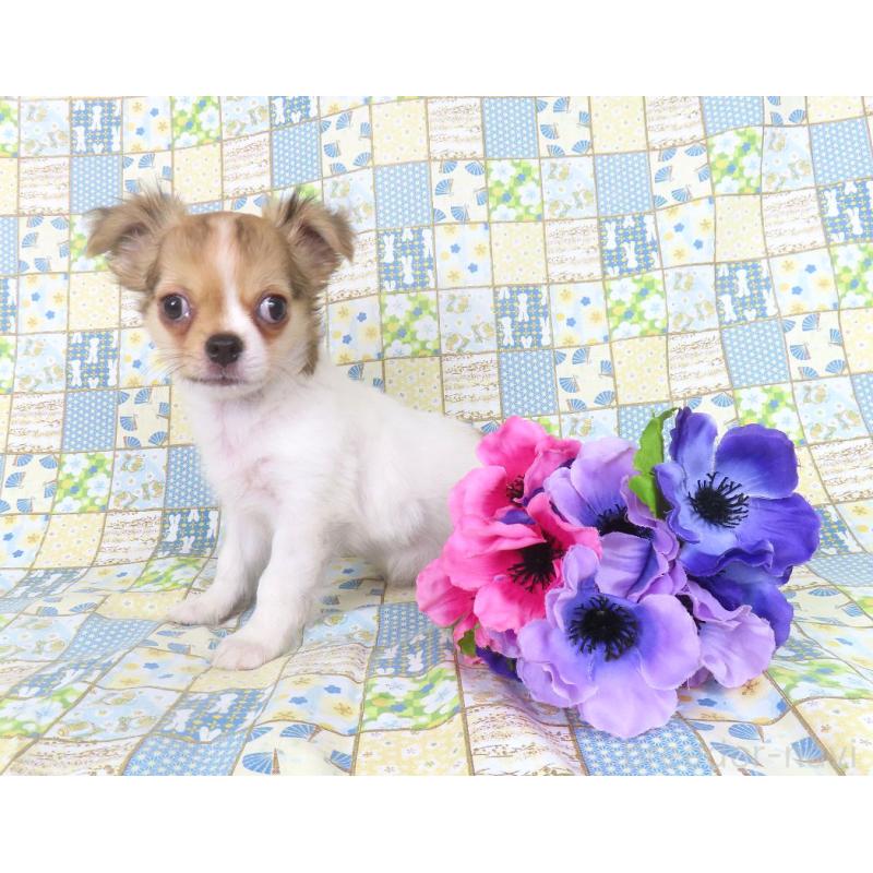 商談中の千葉県のチワワ(ロングコート)-418420の21枚目