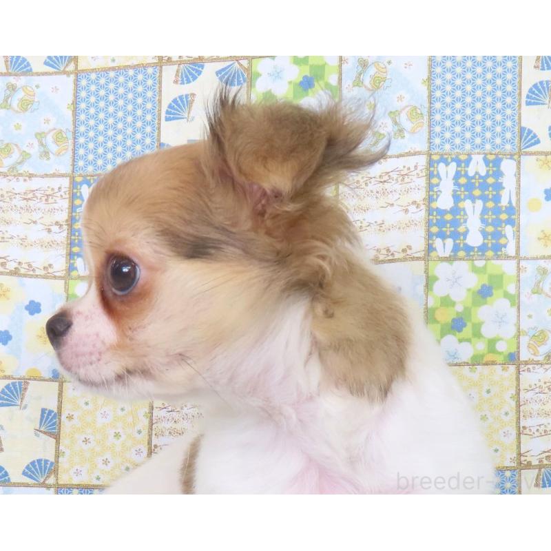 商談中の千葉県のチワワ(ロングコート)-418420の20枚目