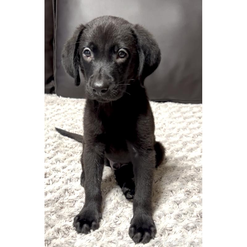 商談中の奈良県のラブラドールレトリーバー-409611の3枚目