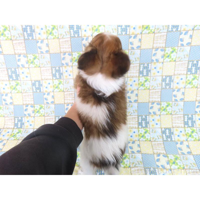 成約済の千葉県のパピヨン-421333の5枚目