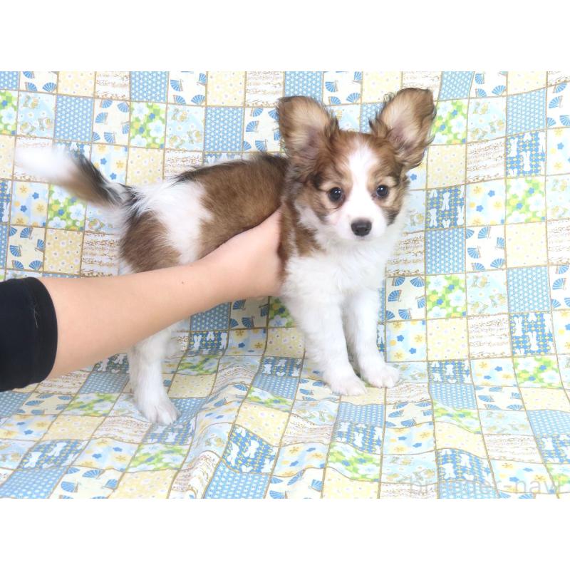 成約済の千葉県のパピヨン-421333の4枚目