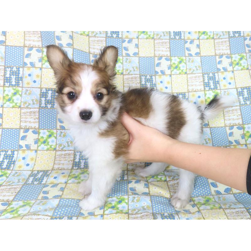 成約済の千葉県のパピヨン-421333の3枚目