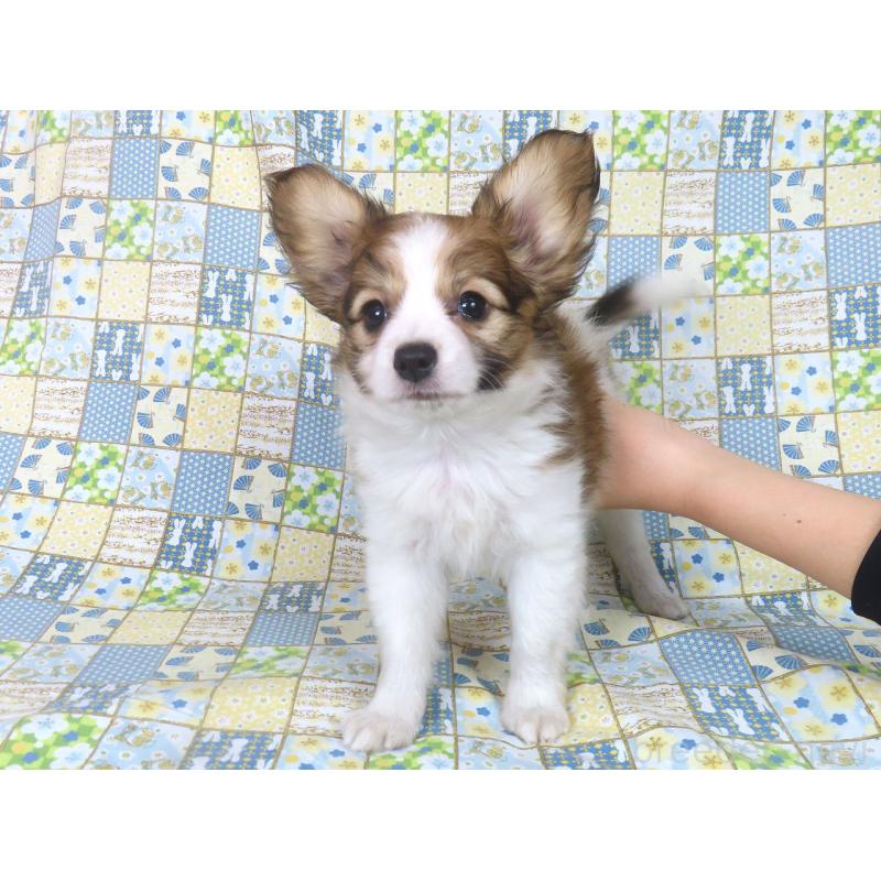 成約済の千葉県のパピヨン-421333の2枚目