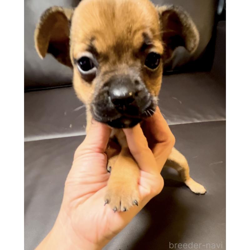 成約済の奈良県のミックス犬-424267の3枚目