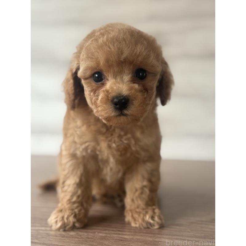 販売中の三重県のタイニープードル-428037の4枚目