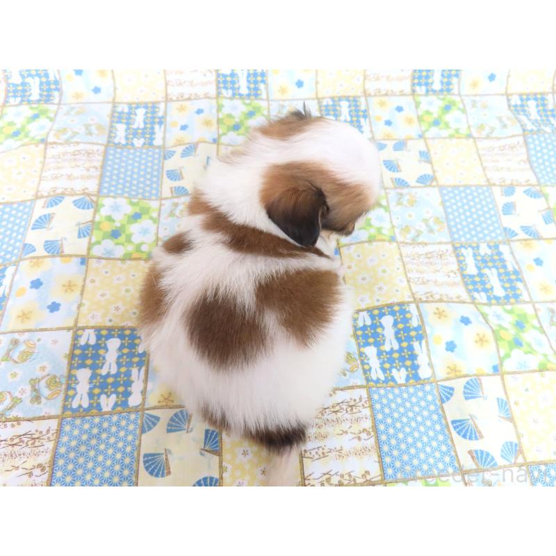 商談中の千葉県のパピヨン-428038の5枚目