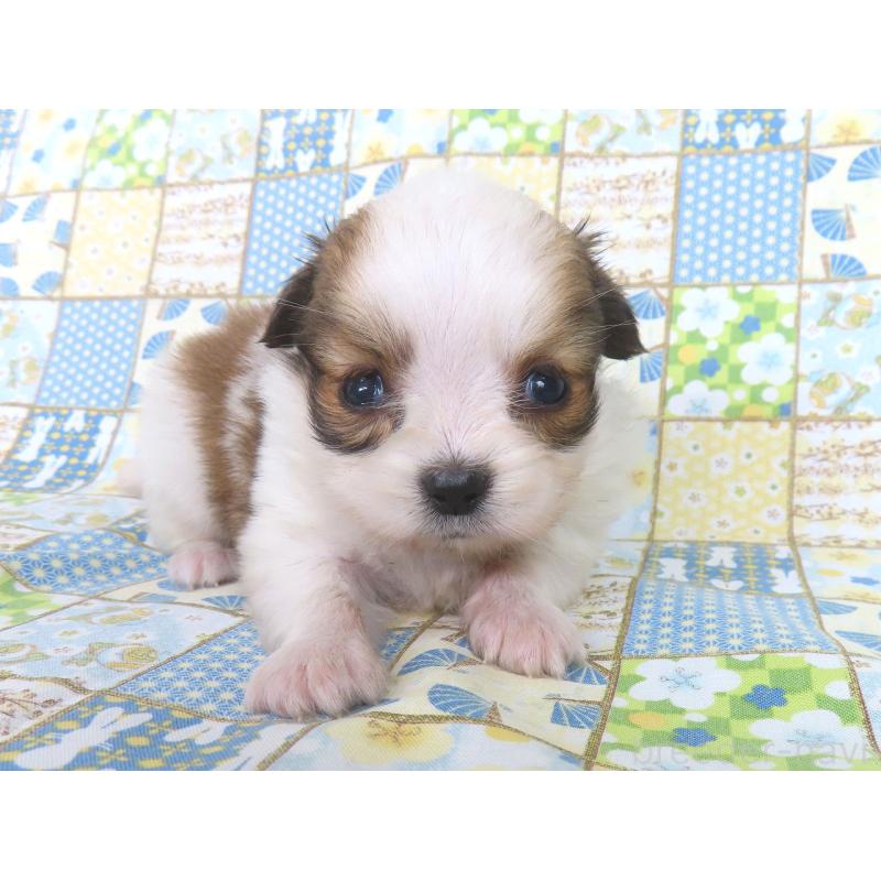 商談中の千葉県のパピヨン-428038の4枚目