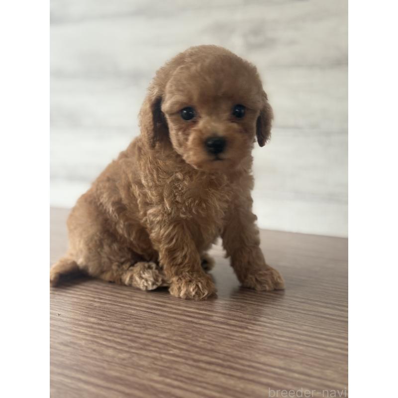 販売中の三重県のタイニープードル-428037の3枚目