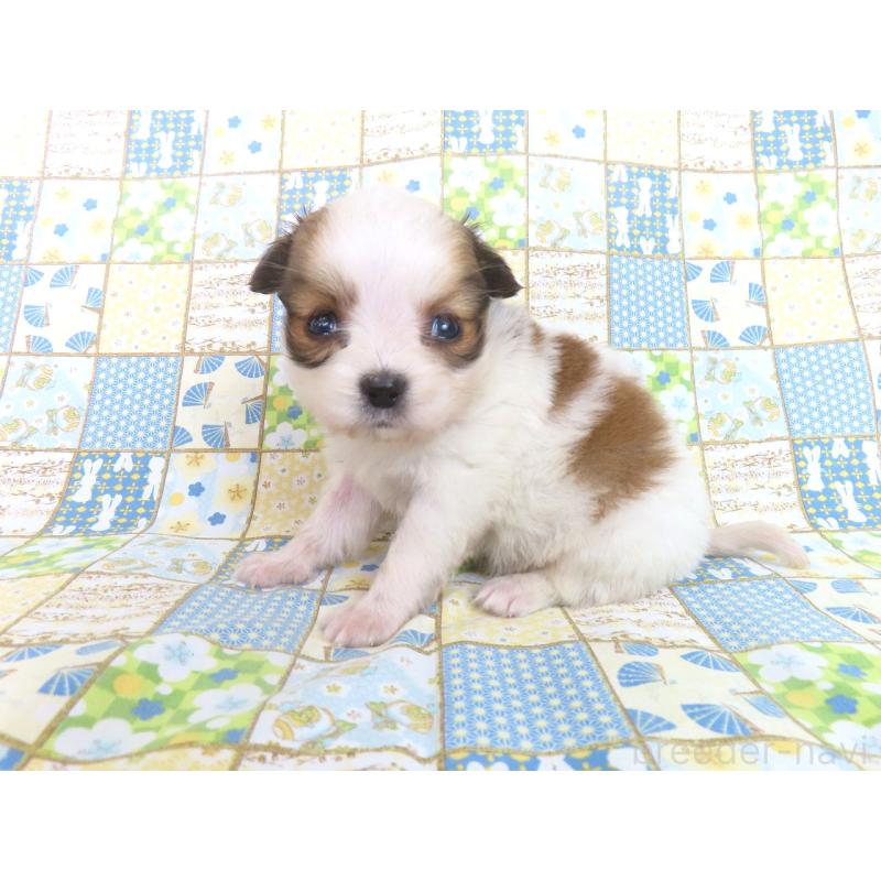 商談中の千葉県のパピヨン-428038の3枚目