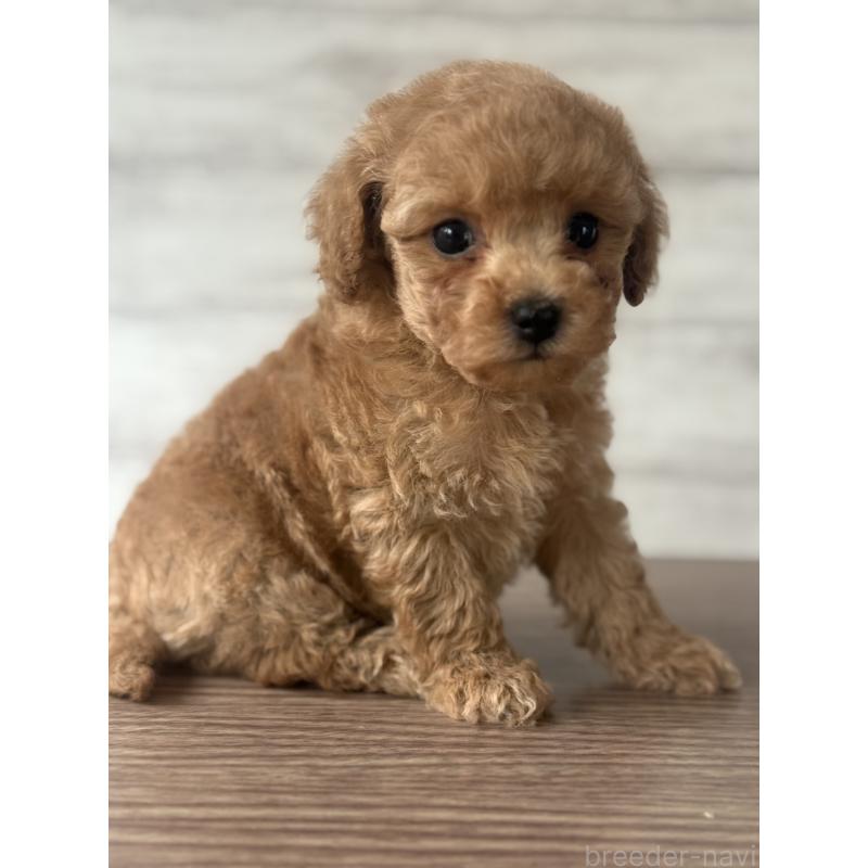 販売中の三重県のタイニープードル-428037の2枚目