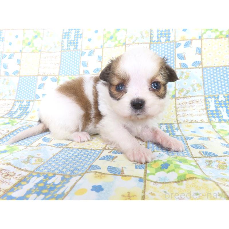 商談中の千葉県のパピヨン-428038の2枚目