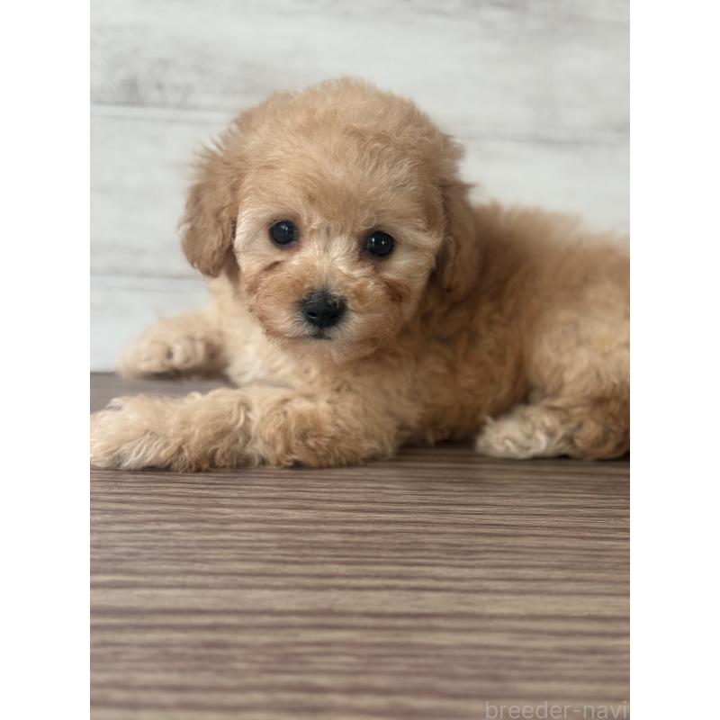 販売中の三重県のタイニープードル-428039の3枚目