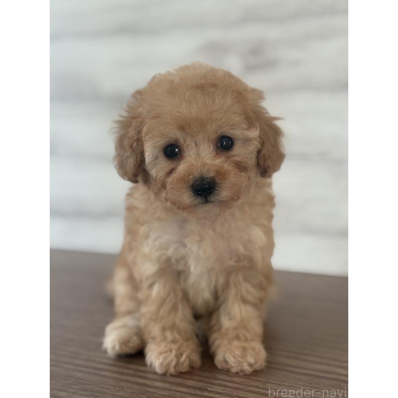販売中の三重県のタイニープードル-428039の2枚目