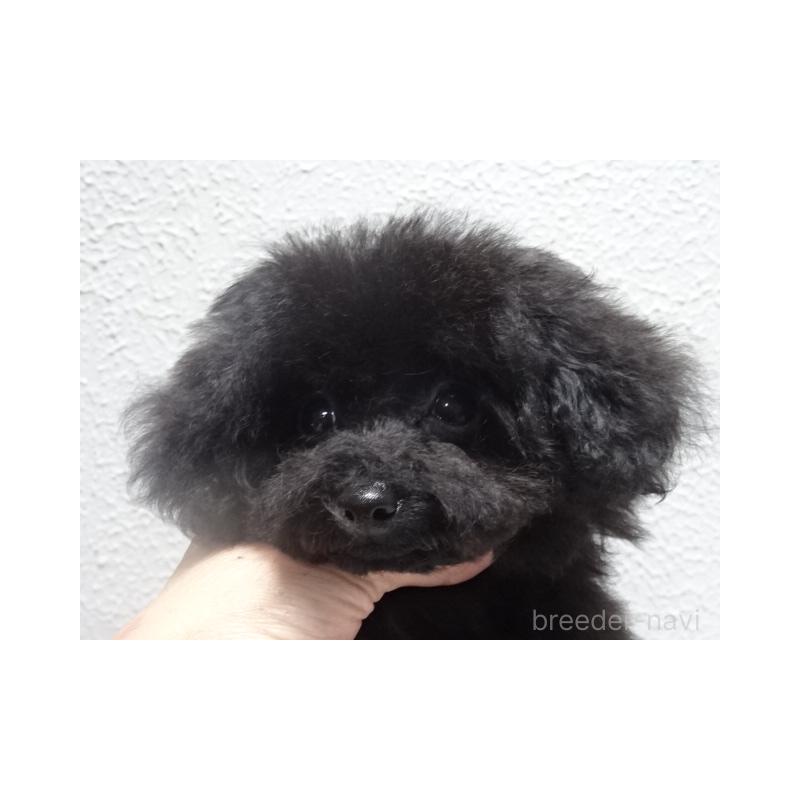 販売中の大阪府のタイニープードル-420055の5枚目