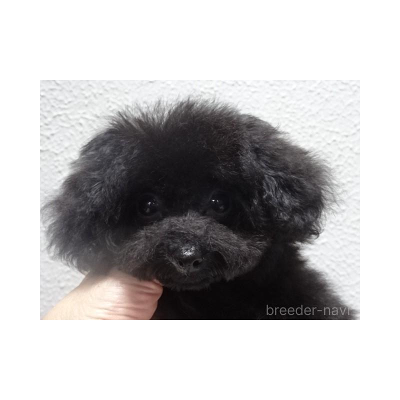 販売中の大阪府のタイニープードル-420055の4枚目