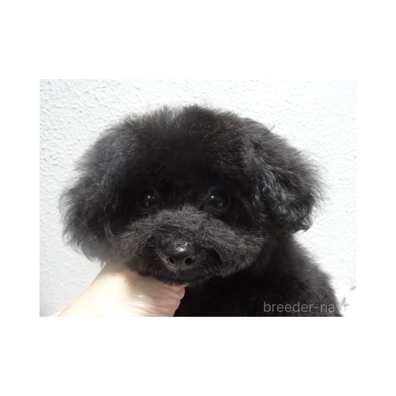 販売中の大阪府のタイニープードル-420055の3枚目