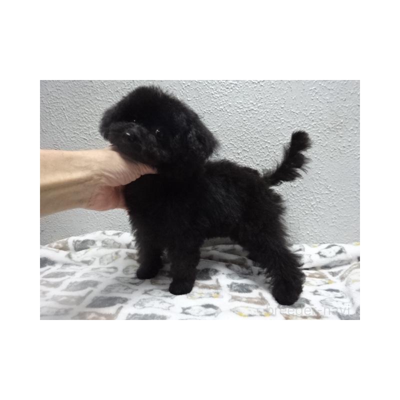 販売中の大阪府のタイニープードル-420055の2枚目