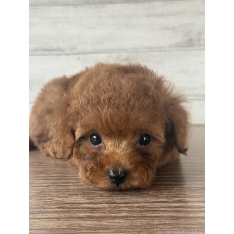 販売中の三重県のタイニープードル-428040の4枚目