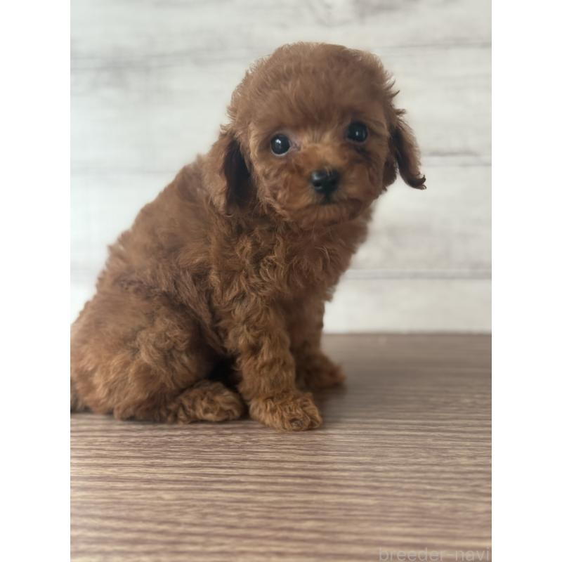 販売中の三重県のタイニープードル-428040の3枚目