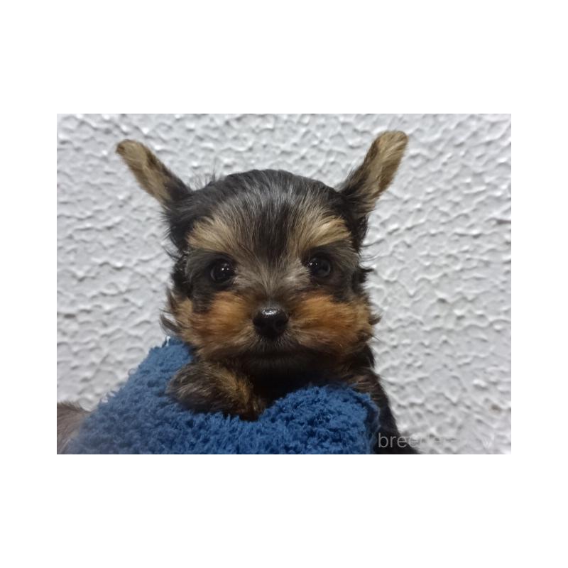 販売中の大阪府のヨークシャーテリア-428041の5枚目