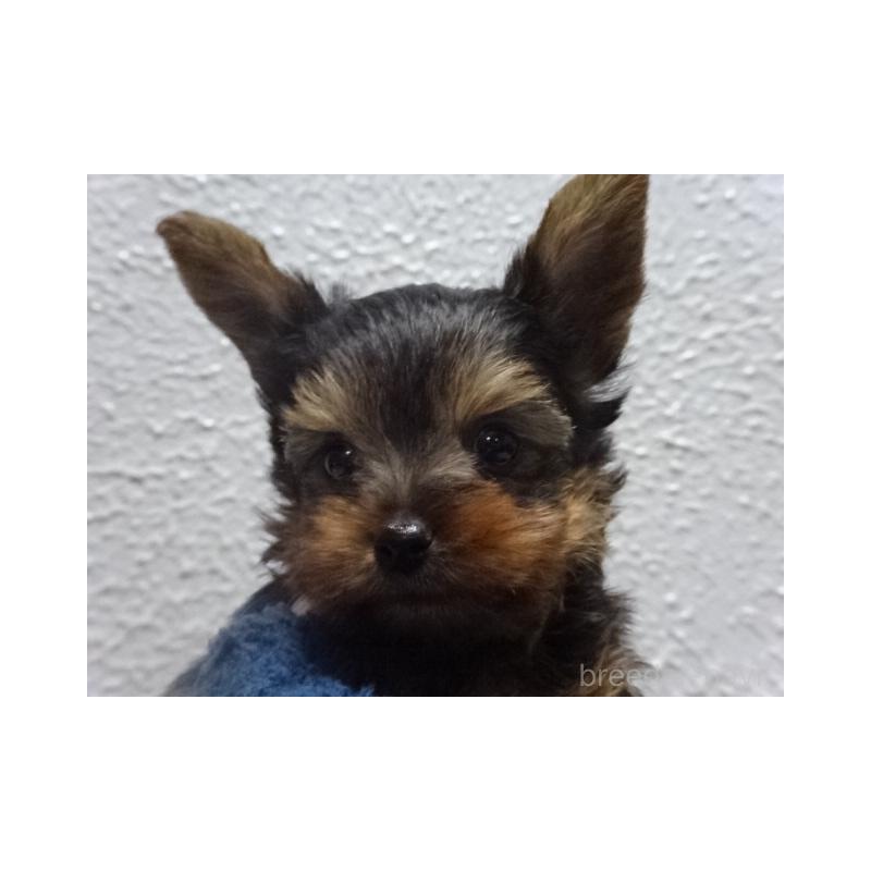 販売中の大阪府のヨークシャーテリア-428041の4枚目