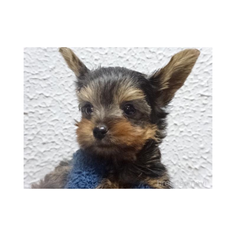 販売中の大阪府のヨークシャーテリア-428041の3枚目