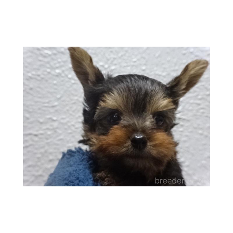 販売中の大阪府のヨークシャーテリア-428041の2枚目