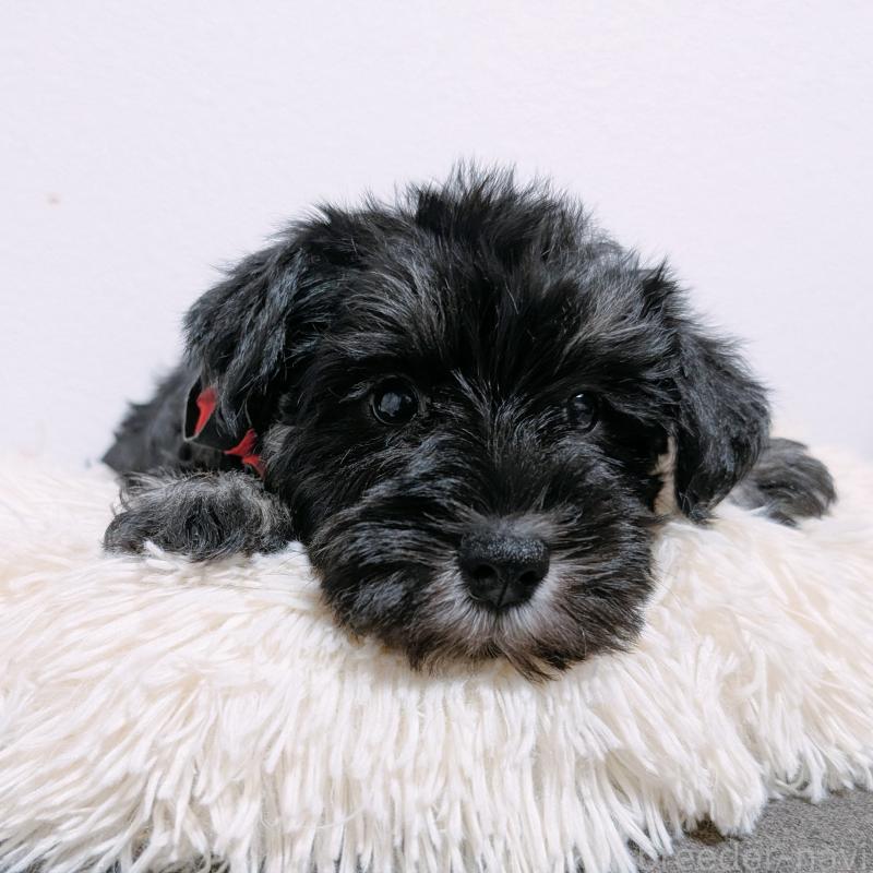 販売中の長崎県のミニチュアシュナウザー-428043の1枚目