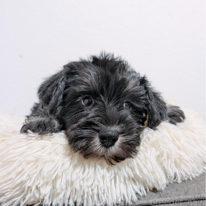 販売中の長崎県のミニチュアシュナウザー-428043の4枚目