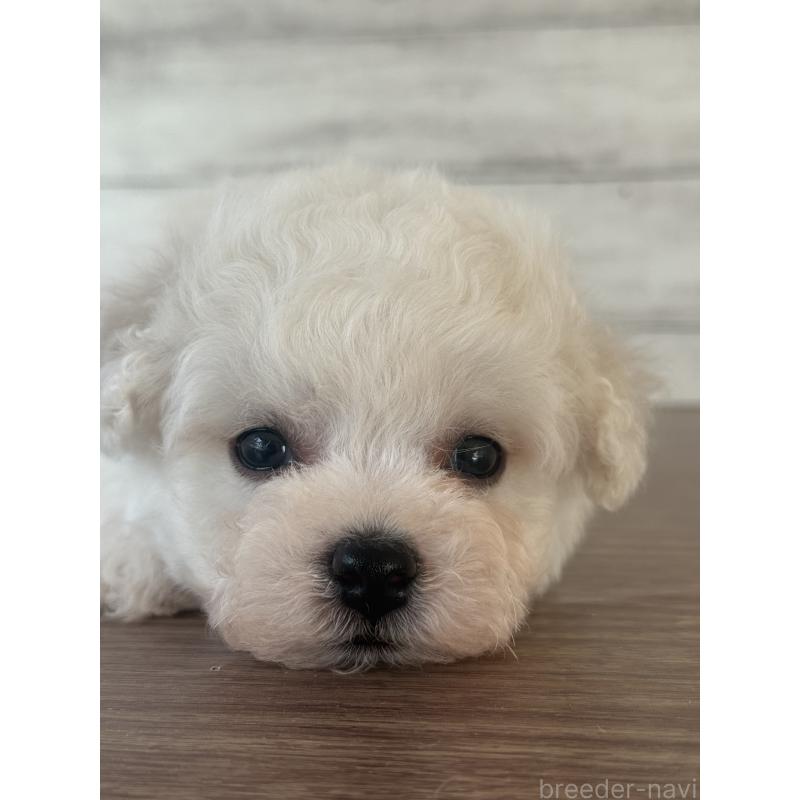 販売中の三重県のビションフリーゼ-428042の4枚目