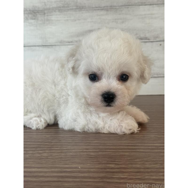 販売中の三重県のビションフリーゼ-428042の3枚目