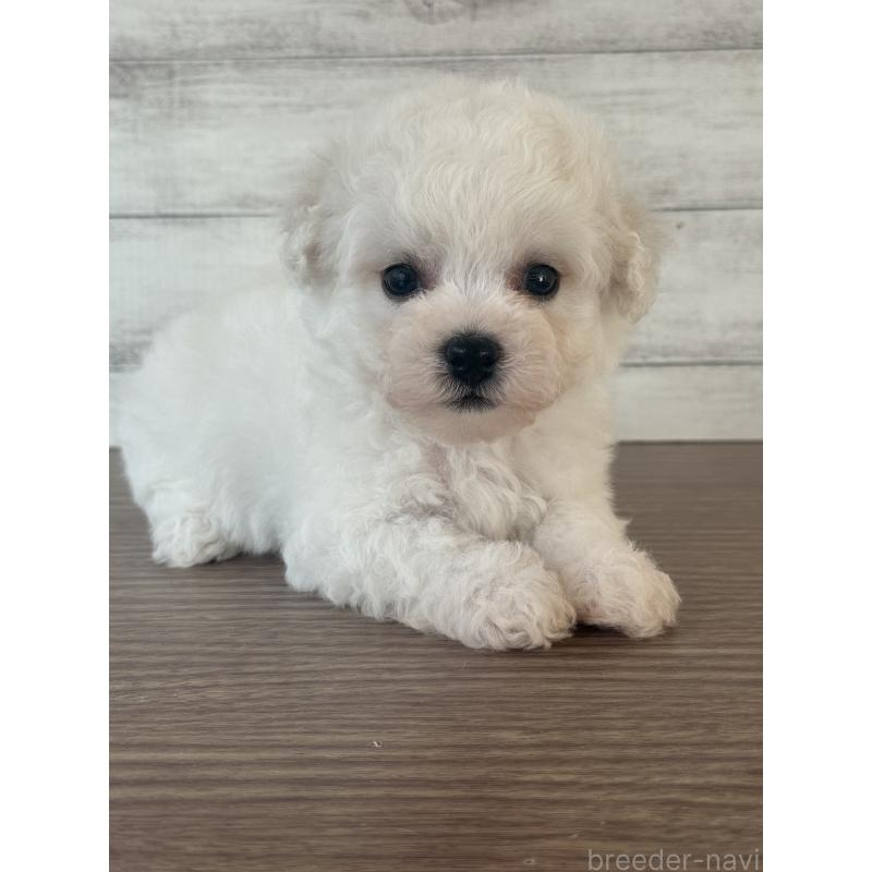 販売中の三重県のビションフリーゼ-428042の2枚目